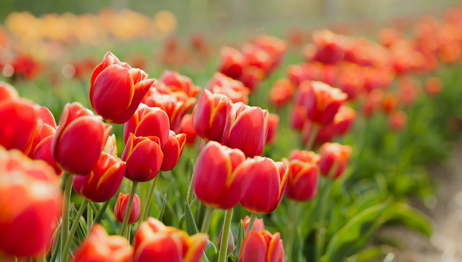 Spring