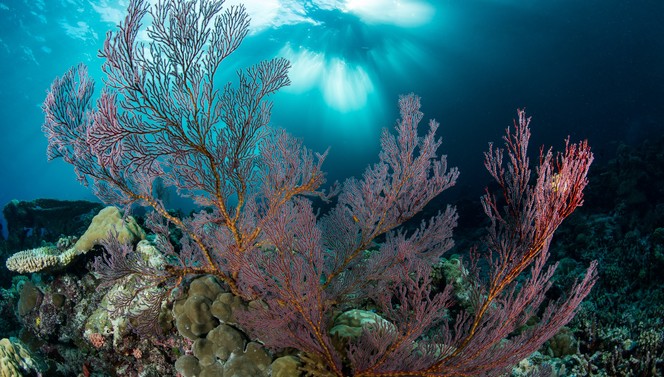 national geo